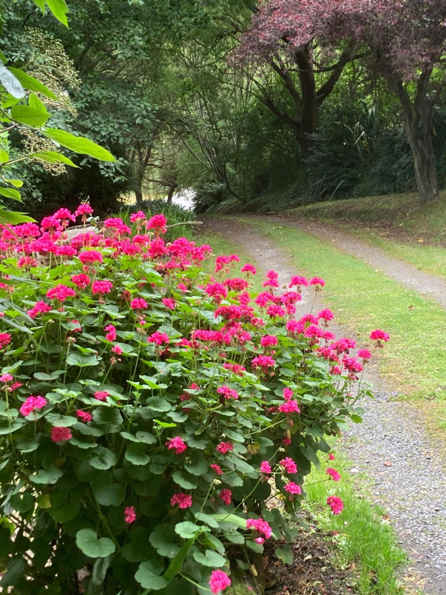 Arden Country House Bnb - Entire House To Yourself -Peace In The Country Dunedin Bagian luar foto